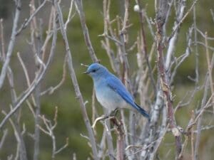 Birding Golf Cart Tours