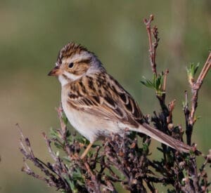 Beginner & Youth Birding Program