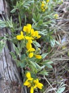Wildflower Golf Cart Tours