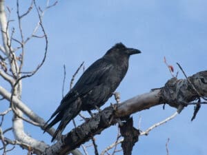 Dawn Chorus Golf Cart Birding Tour
